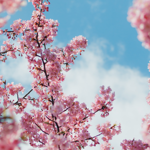 入梦（钢琴曲）