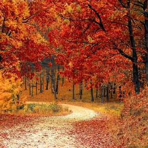 Природные Звуки (feat. Meditation Music, Музыка для души & Музыка для сна)