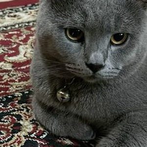 On Shade 45 Freestyle (slowed)