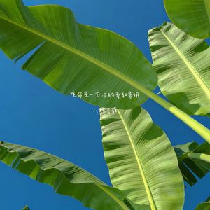 生命是一万次的春和景明