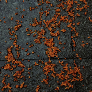 桂花雨