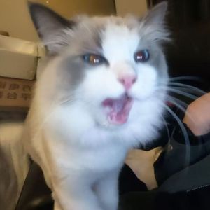 Komorebi-m-taku-komorebi-（白师傅 remix）