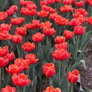 tmp_e644858e5e23740282b5d0250914a469