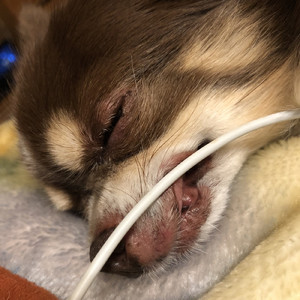 チャンプのいびき (feat. テレビの音)