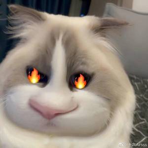 把一切给明天（翻自 王晰的小电台）