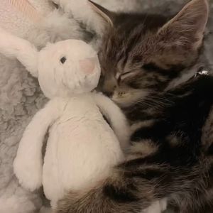 [FREE]"念痛"情绪旋律钢琴&人声采样 类型伴奏