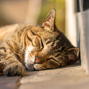 Música Relajante Para Gatitos Lindos