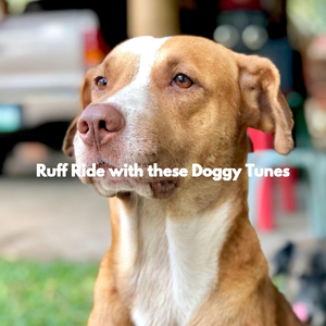 Comforting (The Cutest Puppy)