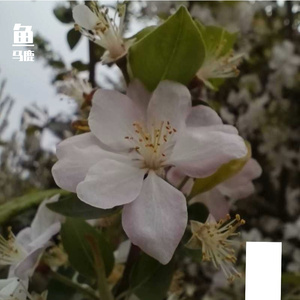 阴天和晴天都很可爱 你也一样