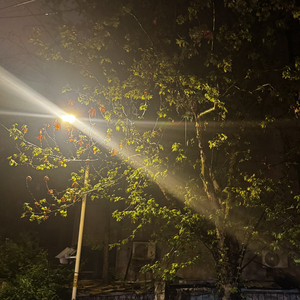 Thoughtful bird（prod.by.Morrow X Aye 叶师傅）