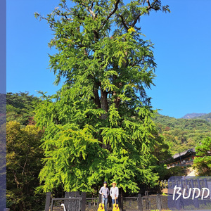 용문사 은행나무