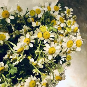 《做梦吧！晶晶》主题曲《我想要个男朋友》（翻自 sis）