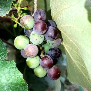 Scacco al re (feat. Vave)