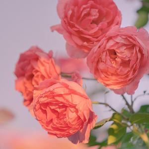 餐饮酒店（慵懒放松音乐BGM）