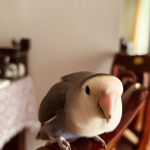 恨是凝固的琥珀 爱是易逝的流沙