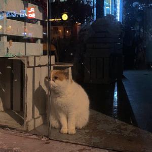 摇子啊（VinahouseBounce思路）