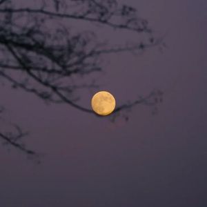 “月上枝头” 中国风&00's&pluggnb type beat