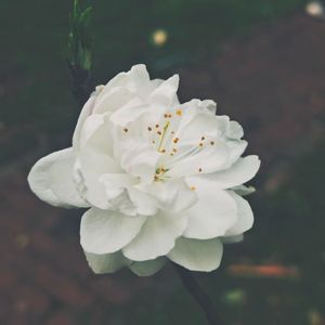 " 白桃花 " - Vinida万妮达 × Gai周延 Type Beat