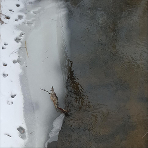 Density III, Fragments of Four Solstice Winds