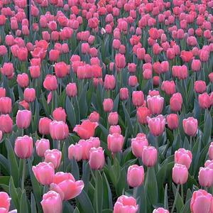 小情歌（纯音乐）