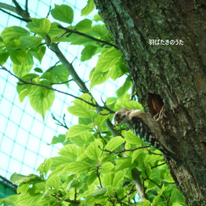 羽ばたきのうた