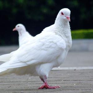 鸽子（La Paloma）