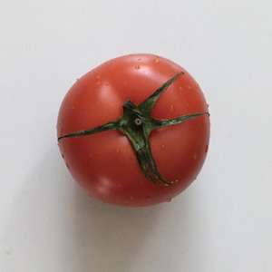 대본