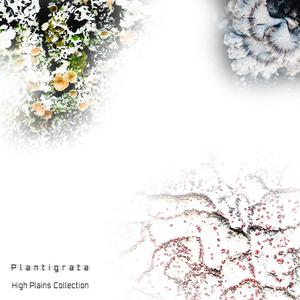 Sun Through The Locust Leaves