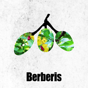 Calculous (Original Mix)