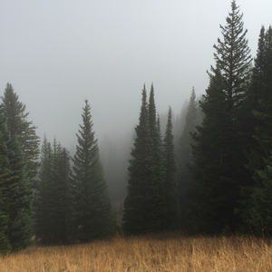 Lost In The Forest Rain