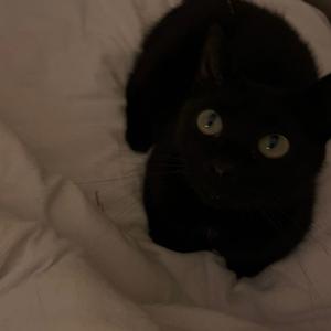 Catfood