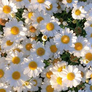 会有那么一天（翻自 㫪.）