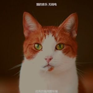 有趣猫情怀