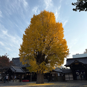 いちょうともみじ (Ginkgo and maple)