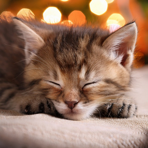 Descanso Silencioso Con Gato Consciente