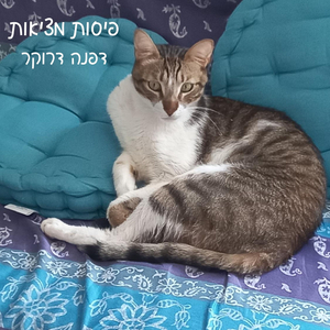 פיסות מציאות