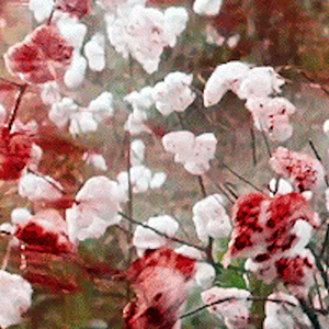 Red roses (feat. Bamboon)