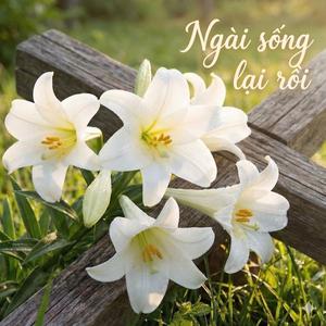NGÀI SỐNG LẠI RỒI