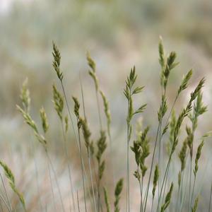 Parklife