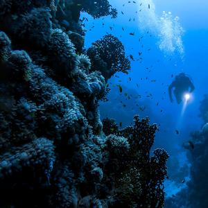 The Reef
