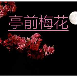 亭前梅花 洛天依