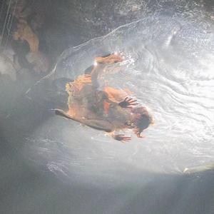 父亲写的散文诗