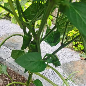 空谷幽兰-无吉他伴奏