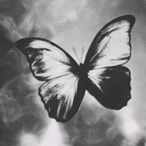 Butterfly【BoyFLFTY】