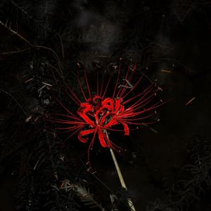 Bloom until death pt2