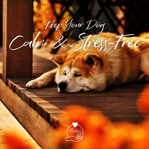 Calming Music for Dogs