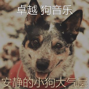精彩睡狗环境
