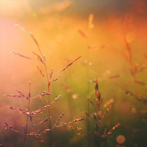 Electric Lawnmower Noise