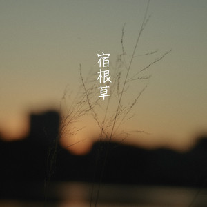 宿根草.