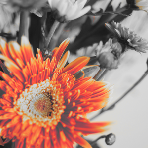 Thé à la rose(demo)